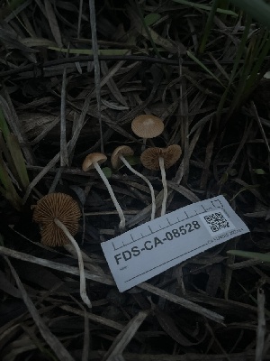  ( - FDS-CA-08528)  @11 [ ] by-nc (2024) Dean Lyons Fungal Diversity Survey
