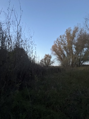  ( - FDS-CA-08528)  @11 [ ] by-nc (2024) Dean Lyons Fungal Diversity Survey