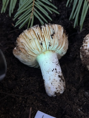  ( - FDS-CA-08564)  @11 [ ] by-nc (2024) Dean Lyons Fungal Diversity Survey