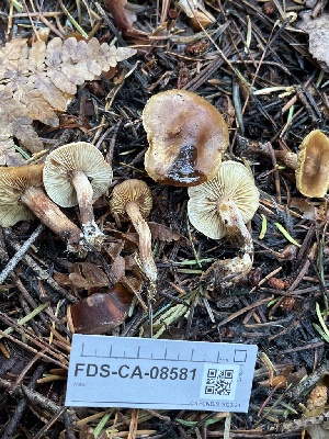  ( - FDS-CA-08581)  @11 [ ] by-nc (2024) Dean Lyons Fungal Diversity Survey
