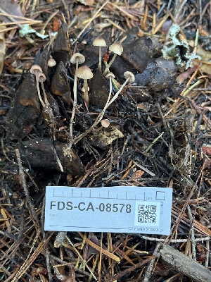  ( - FDS-CA-08578)  @11 [ ] by-nc (2024) Dean Lyons Fungal Diversity Survey