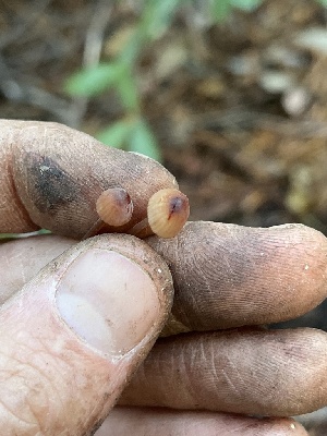  ( - FDS-CA-08578)  @11 [ ] by-nc (2024) Dean Lyons Fungal Diversity Survey