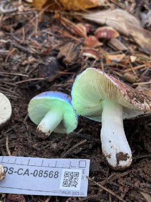  ( - FDS-CA-08568)  @11 [ ] by-nc (2024) Dean Lyons Fungal Diversity Survey
