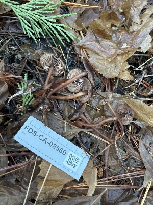 ( - FDS-CA-08569)  @11 [ ] by-nc (2024) Dean Lyons Fungal Diversity Survey