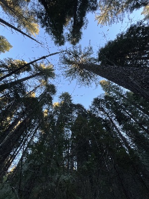  ( - FDS-CA-08569)  @11 [ ] by-nc (2024) Dean Lyons Fungal Diversity Survey