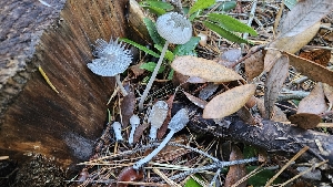  ( - FDS-CA-00455)  @11 [ ] by-nc (2024) Thea Chesney Fungal Diversity Survey