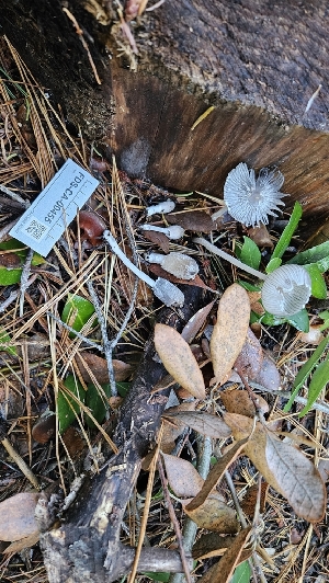  ( - FDS-CA-00455)  @11 [ ] by-nc (2024) Thea Chesney Fungal Diversity Survey