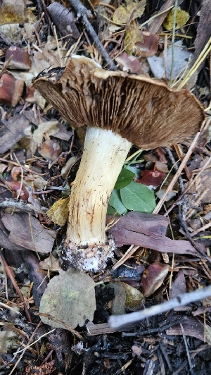  ( - FDS-CA-00466)  @11 [ ] by-nc (2024) Thea Chesney Fungal Diversity Survey
