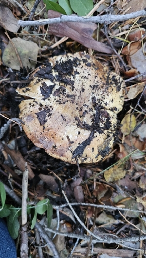  ( - FDS-CA-00466)  @11 [ ] by-nc (2024) Thea Chesney Fungal Diversity Survey
