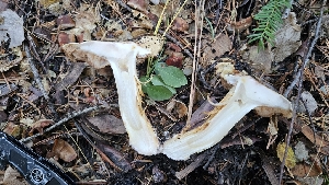  ( - FDS-CA-00466)  @11 [ ] by-nc (2024) Thea Chesney Fungal Diversity Survey