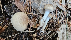  ( - FDS-CA-00464)  @11 [ ] by-nc (2024) Thea Chesney Fungal Diversity Survey