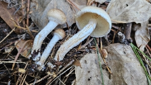  ( - FDS-CA-00464)  @11 [ ] by-nc (2024) Thea Chesney Fungal Diversity Survey