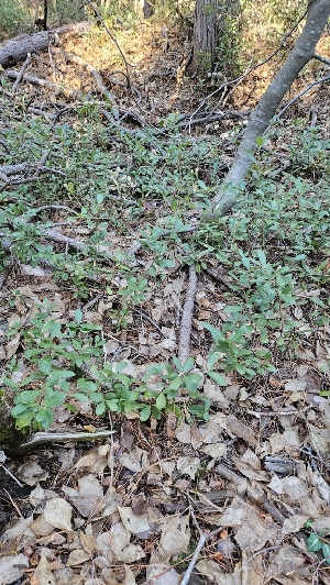  ( - FDS-CA-00464)  @11 [ ] by-nc (2024) Thea Chesney Fungal Diversity Survey