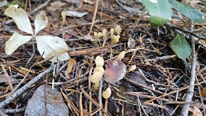  ( - FDS-CA-00457)  @11 [ ] by-nc (2024) Thea Chesney Fungal Diversity Survey