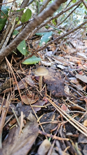  ( - FDS-CA-00453)  @11 [ ] by-nc (2024) Thea Chesney Fungal Diversity Survey