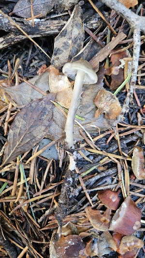  ( - FDS-CA-00453)  @11 [ ] by-nc (2024) Thea Chesney Fungal Diversity Survey