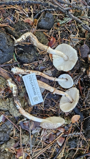  ( - FDS-CA-00450)  @11 [ ] by-nc (2024) Thea Chesney Fungal Diversity Survey