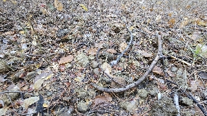  ( - FDS-CA-00450)  @11 [ ] by-nc (2024) Thea Chesney Fungal Diversity Survey