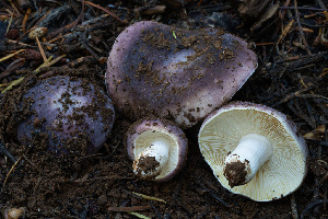  ( - FDS-CA-08568)  @11 [ ] by-nc (2024) Dean Lyons Fungal Diversity Survey