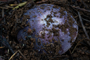  ( - FDS-CA-08568)  @11 [ ] by-nc (2024) Dean Lyons Fungal Diversity Survey