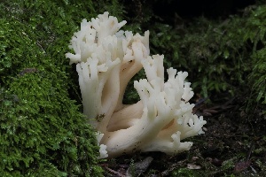  ( - FDS-CA-06582)  @11 [ ] by-nc (2024) Taye Bright Fungal Diversity Survey