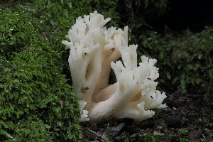  ( - FDS-CA-06582)  @11 [ ] by-nc (2024) Taye Bright Fungal Diversity Survey