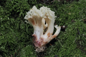  ( - FDS-CA-06582)  @11 [ ] by-nc (2024) Taye Bright Fungal Diversity Survey