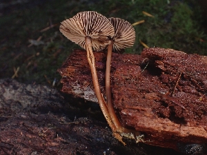  ( - FDS-CA-08073)  @11 [ ] by (2024) Mandy Hackney Fungal Diversity Survey
