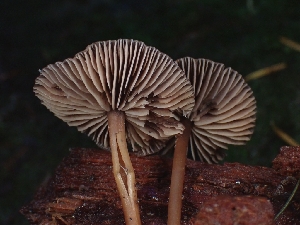  ( - FDS-CA-08073)  @11 [ ] by (2024) Mandy Hackney Fungal Diversity Survey