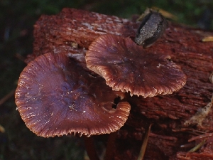  ( - FDS-CA-08073)  @11 [ ] by (2024) Mandy Hackney Fungal Diversity Survey