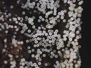  (Henningsomyces sp. CA04 - FDS-CA-08032)  @11 [ ] by (2024) Mandy Hackney Fungal Diversity Survey