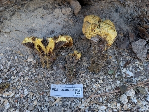  (Buchwaldoboletus sphaerocephalus - FDS-CA-06960)  @11 [ ] by-nc (2024) Stu Pickell Fungal Diversity Survey