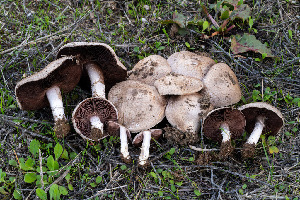  (Agaricus incultorum - FDS-CA-08527)  @11 [ ] by-nc (2024) Dean Lyons Fungal Diversity Survey