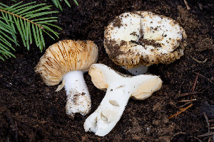  ( - FDS-CA-08564)  @11 [ ] by-nc (2024) Dean Lyons Fungal Diversity Survey