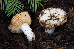  (Russula sp. CA26 - FDS-CA-08564)  @11 [ ] by-nc (2024) Dean Lyons Fungal Diversity Survey
