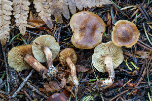  (Pholiota occidentalis - FDS-CA-08581)  @11 [ ] by-nc (2024) Dean Lyons Fungal Diversity Survey