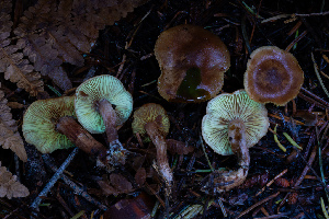  ( - FDS-CA-08581)  @11 [ ] by-nc (2024) Dean Lyons Fungal Diversity Survey