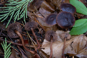  ( - FDS-CA-08569)  @11 [ ] by-nc (2024) Dean Lyons Fungal Diversity Survey