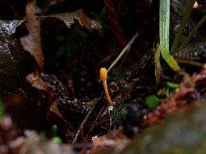  ( - FDS-CA-06649)  @11 [ ] by (2024) Justin Paulin Fungal Diversity Survey