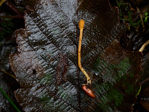  ( - FDS-CA-06649)  @11 [ ] by (2024) Justin Paulin Fungal Diversity Survey
