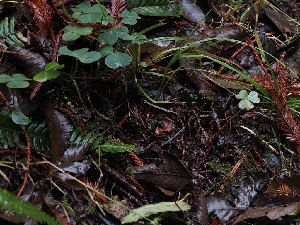  ( - FDS-CA-06649)  @11 [ ] by (2024) Justin Paulin Fungal Diversity Survey