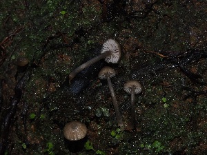  (Entoloma davidlargentii - FDS-CA-06657)  @11 [ ] by (2024) Justin Paulin Fungal Diversity Survey