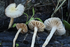  (Meottomyces sp. CA01 - FDS-CA-06515)  @11 [ ] by-nc (2024) Taye Bright Fungal Diversity Survey