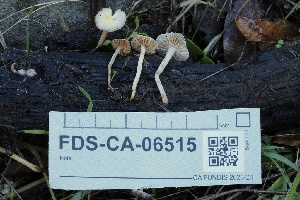  ( - FDS-CA-06515)  @11 [ ] by-nc (2024) Taye Bright Fungal Diversity Survey