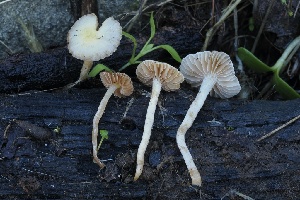  ( - FDS-CA-06515)  @11 [ ] by-nc (2024) Taye Bright Fungal Diversity Survey