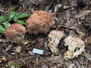  ( - FDS-CA-08538)  @11 [ ] by-nc (2024) Dean Lyons Fungal Diversity Survey