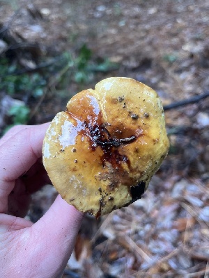  ( - FDS-CA-07401)  @11 [ ] by-nc (2024) Dean Lyons Fungal Diversity Survey