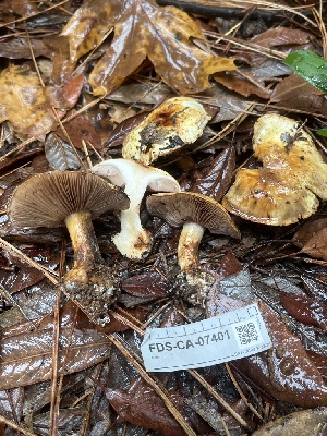  ( - FDS-CA-07401)  @11 [ ] by-nc (2024) Dean Lyons Fungal Diversity Survey