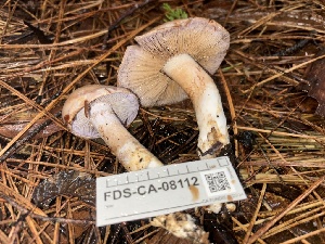  ( - FDS-CA-08112)  @11 [ ] by-nc (2024) Damon Tighe Fungal Diversity Survey