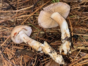  ( - FDS-CA-08112)  @11 [ ] by-nc (2024) Damon Tighe Fungal Diversity Survey